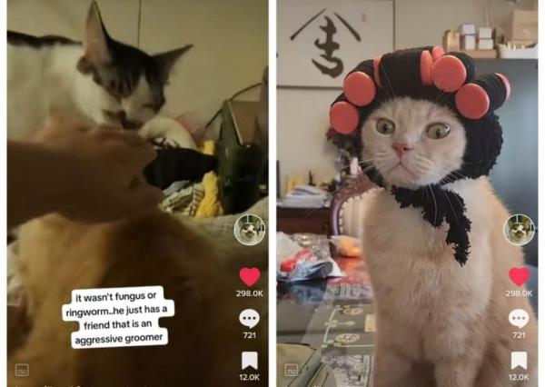 猫咪戴着古怪的帽子以防止因另一只猫的过度梳理而导致的秃头（视频）