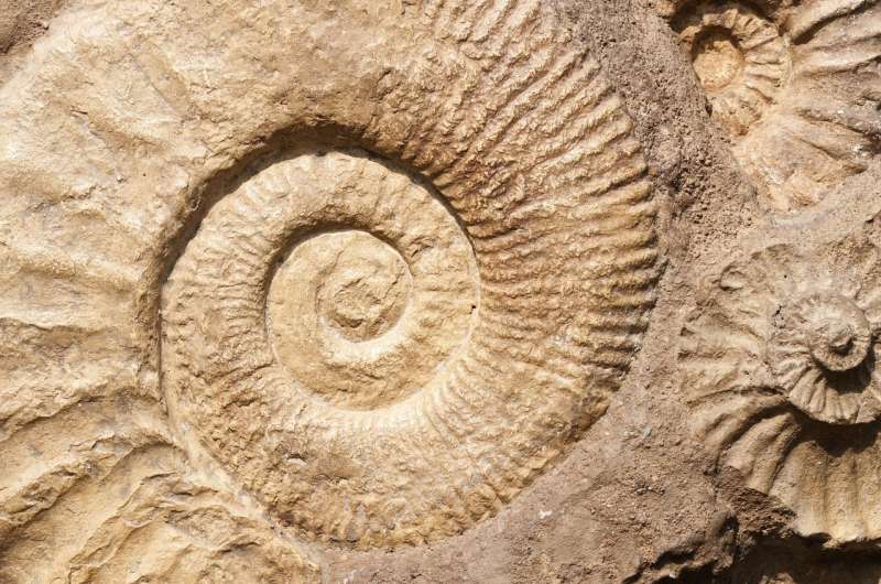fossil